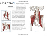 The key muscles of yoga