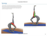 The key muscles of yoga
