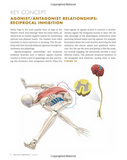 Anatomy for hip openers and forward bends