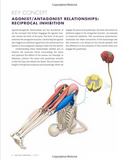 Anatomy for arm balances and inversions