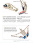 Anatomy for hip openers and forward bends