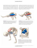 Anatomy for arm balances and inversions